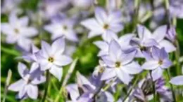 ipheion