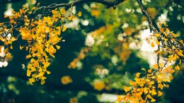 Ginkgo biloba tree leaves turn a bright yellow in fall. Jerry Wang, Unsplash
