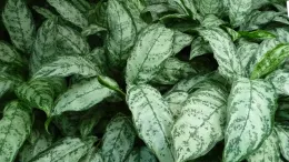 Aglaonema maranthfolium