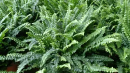 Nephrolepis_exaltata
