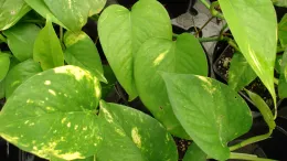 Epipremnum aureum