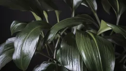 Aspidistra