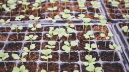 Start seeds in a fine textured seeding mix. Chu Tai, unsplash