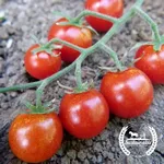 Sweetie_Sustainable Seed Co_2021-150