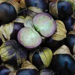 Purple Tomatillo_High Mowing_2021-150