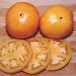 Persimmon_Territorial Seed Co_2021-150