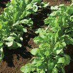 Arugula Astro_Johnny's_2021-150