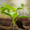seedlings