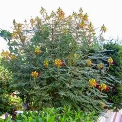 Mex bird of paradise