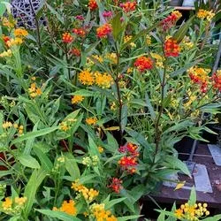 milkweed
