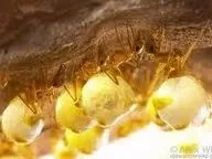 Ants