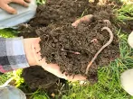 worms1