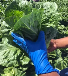 post harvest