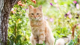 Cat sitting in garden