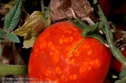 Stink bug damage