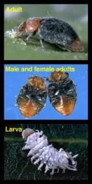 mealybug destroyer