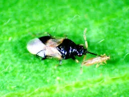 Minute pirate bug