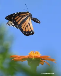 A summer monarch in flight in Vacaville, Calif. (Photo by Kathy Keatley Garvey)