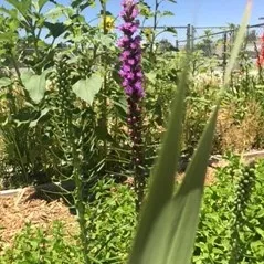 Desert Knolls Elementary School Garden