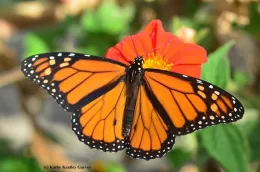 Male monarch on Mexican sunflower (Tithonia). (Photo by Kathy Keatley Garvey)