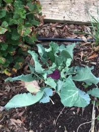 Cauliflower3