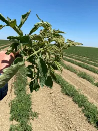 Tomato spotted wilt virus-infected tomato plant shows bronzing symptom of the foliage, April 2021