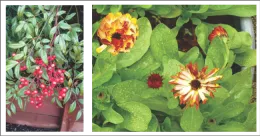 Nandina & Calendula