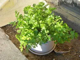 parsley