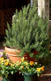 rosemary 2