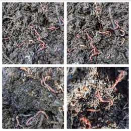 worms