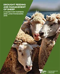 Drought-Feeding-Sheep_thumb