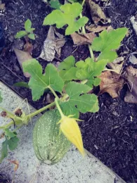 squash