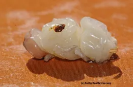 The varroa mite, seen here on a drone pupa, is often called
