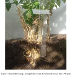 broomFig6