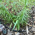 1/4 inch drip irrigation tubing around a plant