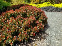 Barberry Bagatelle