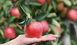 apple-2788662 1280