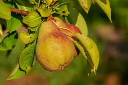 Pear