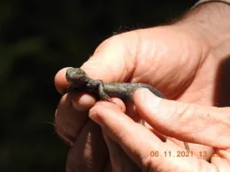 a