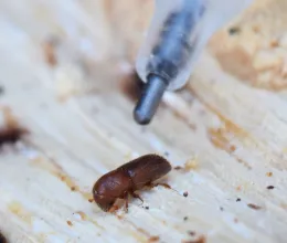 Mediterranean oak borer adult.