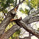 broken tree branch
