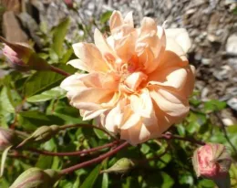 AmadorRose
