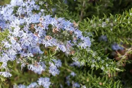 rosemarinus prostratus