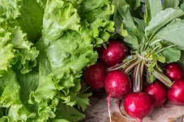 lettuce radish harvest pixabay