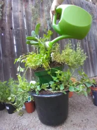 blog aug watering