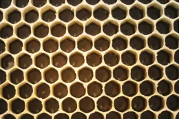 Honey bee cells: this queen has been busy. (Photo by Kathy Keatley Garvey)