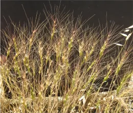 Barb goatgrass