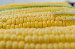 Corn on the cob