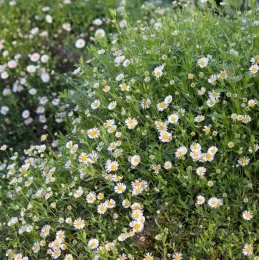 Erigeron karvinsianus in bloom