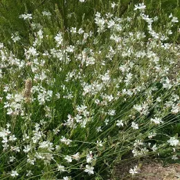 Gaura
